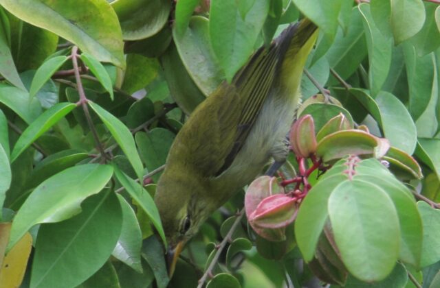 Guira Tanager