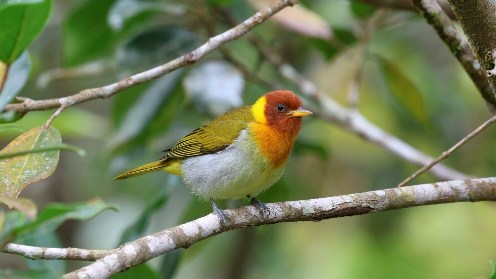 Rufous-headed Tanager