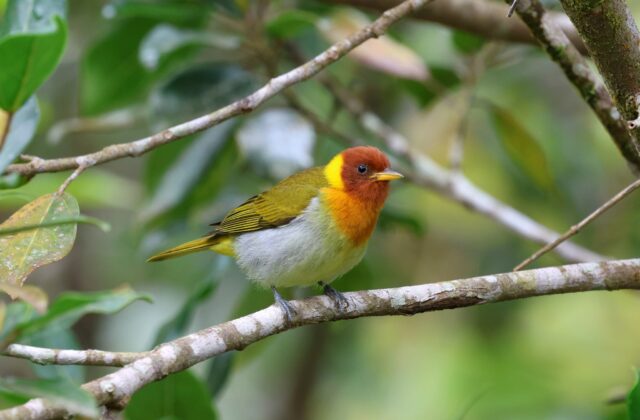 Rufous-headed Tanager