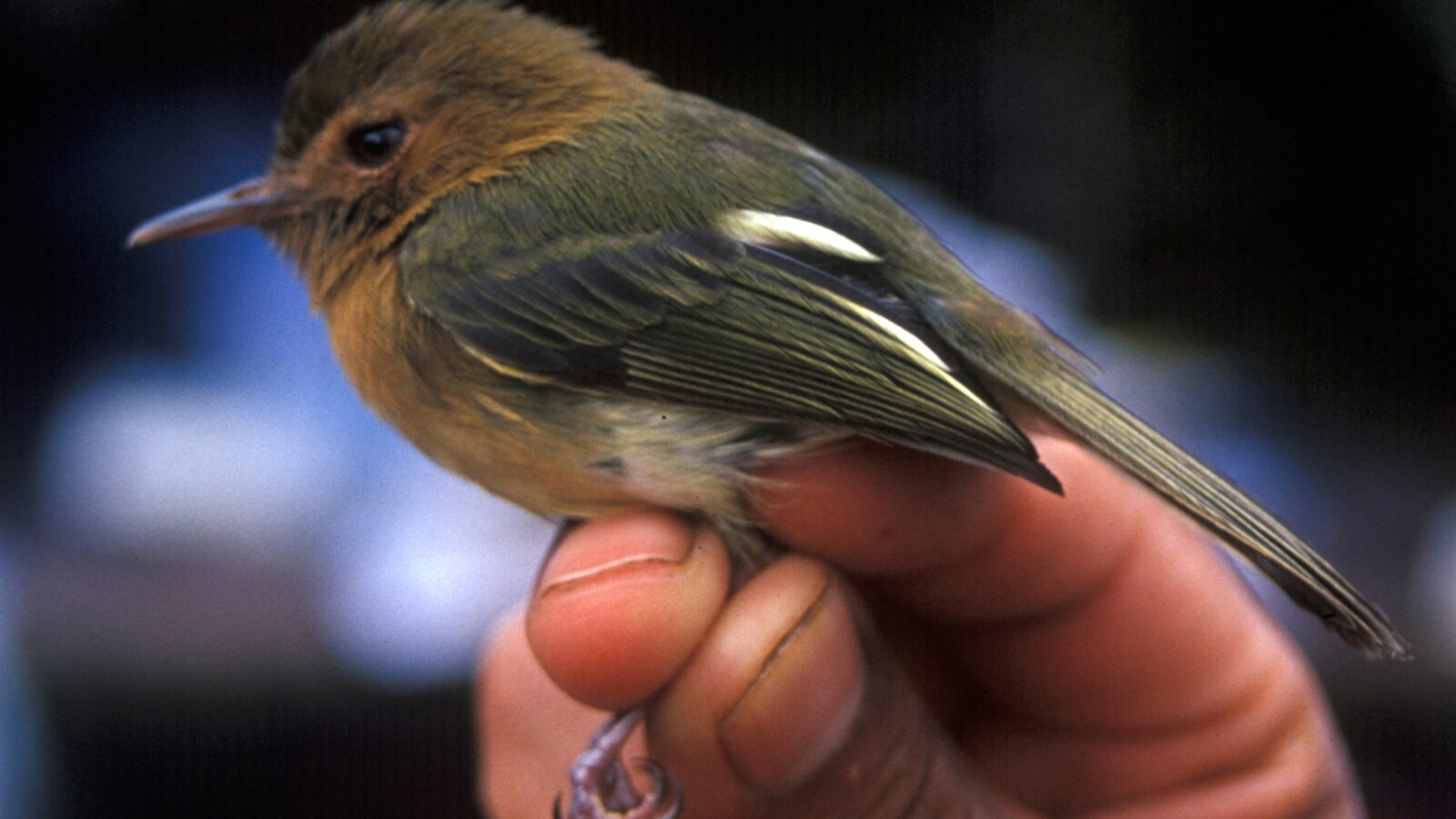 Cinnamon-breasted Tody-Tyrant