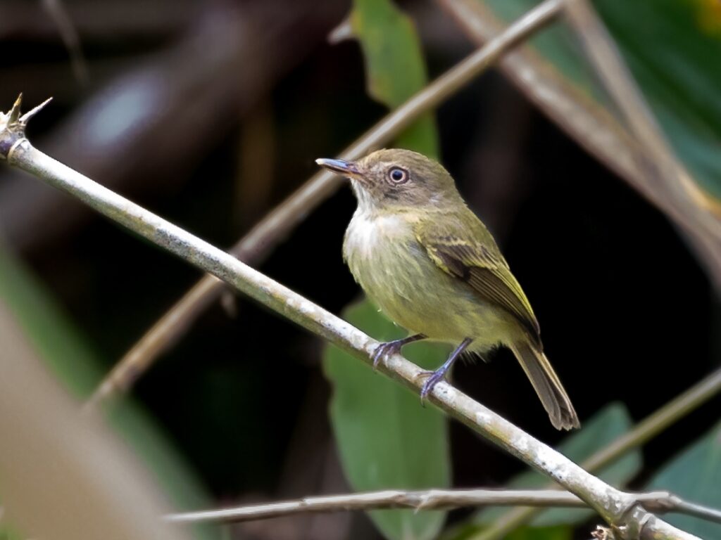 Acre Tody-Tyrant