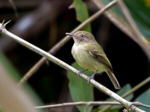 Acre Tody-Tyrant