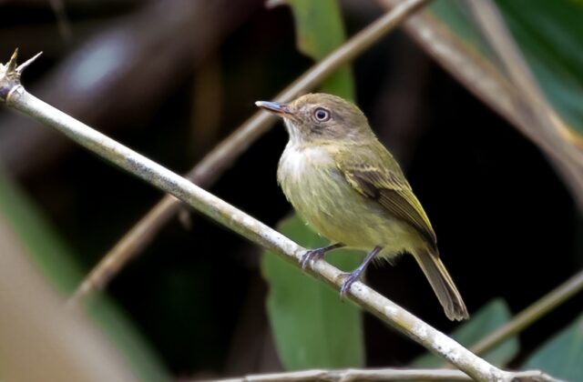 Acre Tody-Tyrant