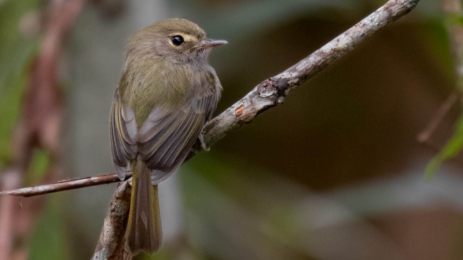 Drab-breasted Bamboo Tyrant