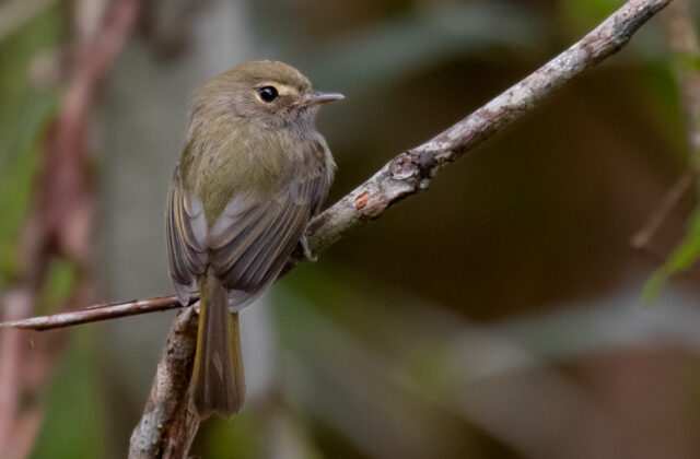Drab-breasted Bamboo Tyrant