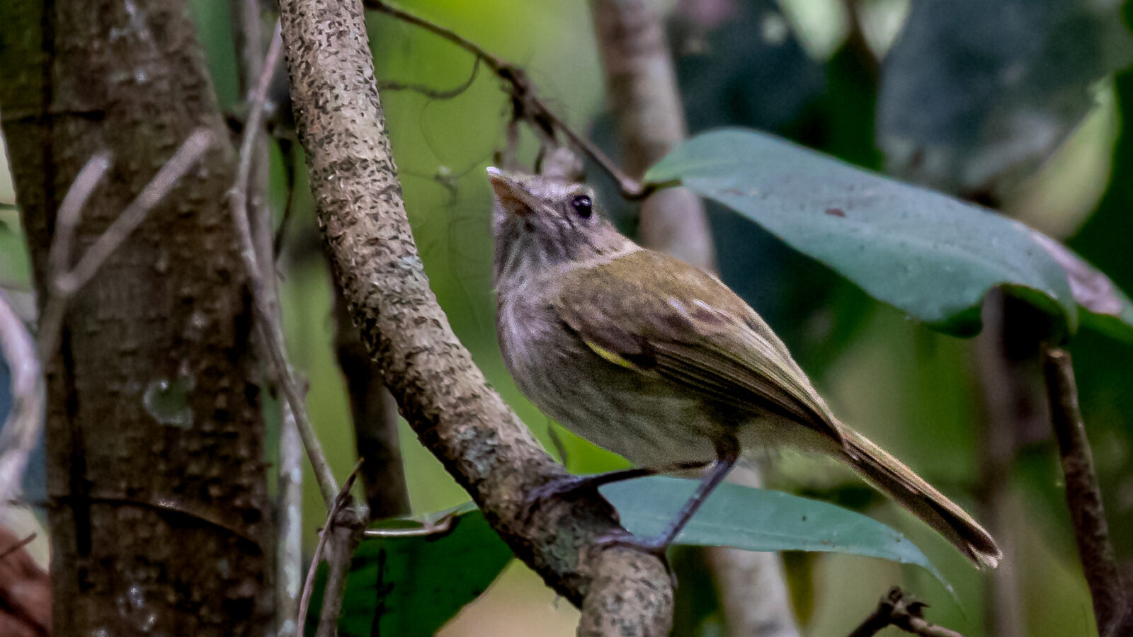 Flammulated Bamboo Tyrant