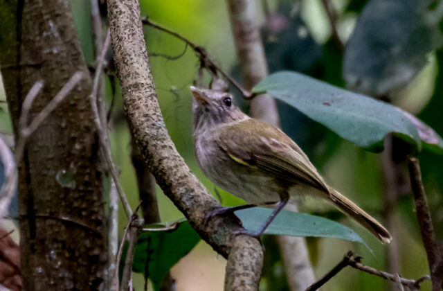 Flammulated Bamboo Tyrant