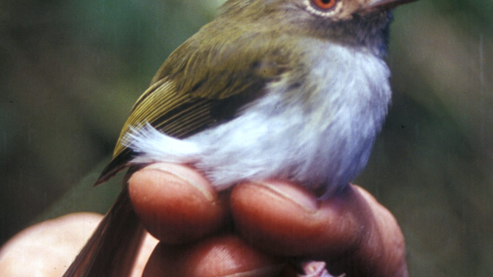 Black-throated Tody-Tyrant