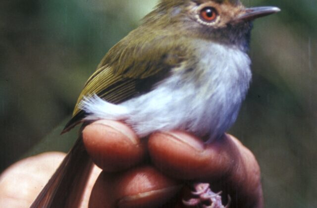 Black-throated Tody-Tyrant