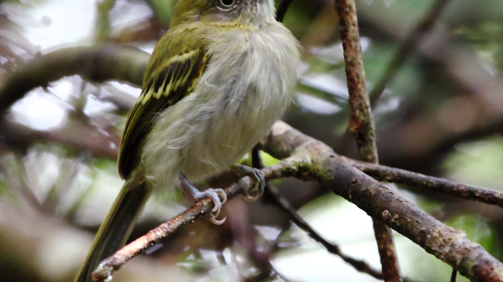 White-bellied Tody-Tyrant