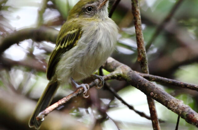 White-bellied Tody-Tyrant