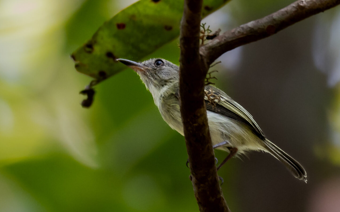 Pelzeln’s Tody-Tyrant