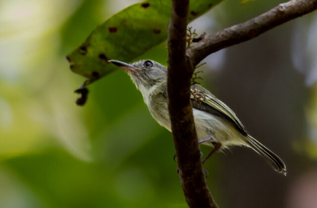 Pelzeln’s Tody-Tyrant