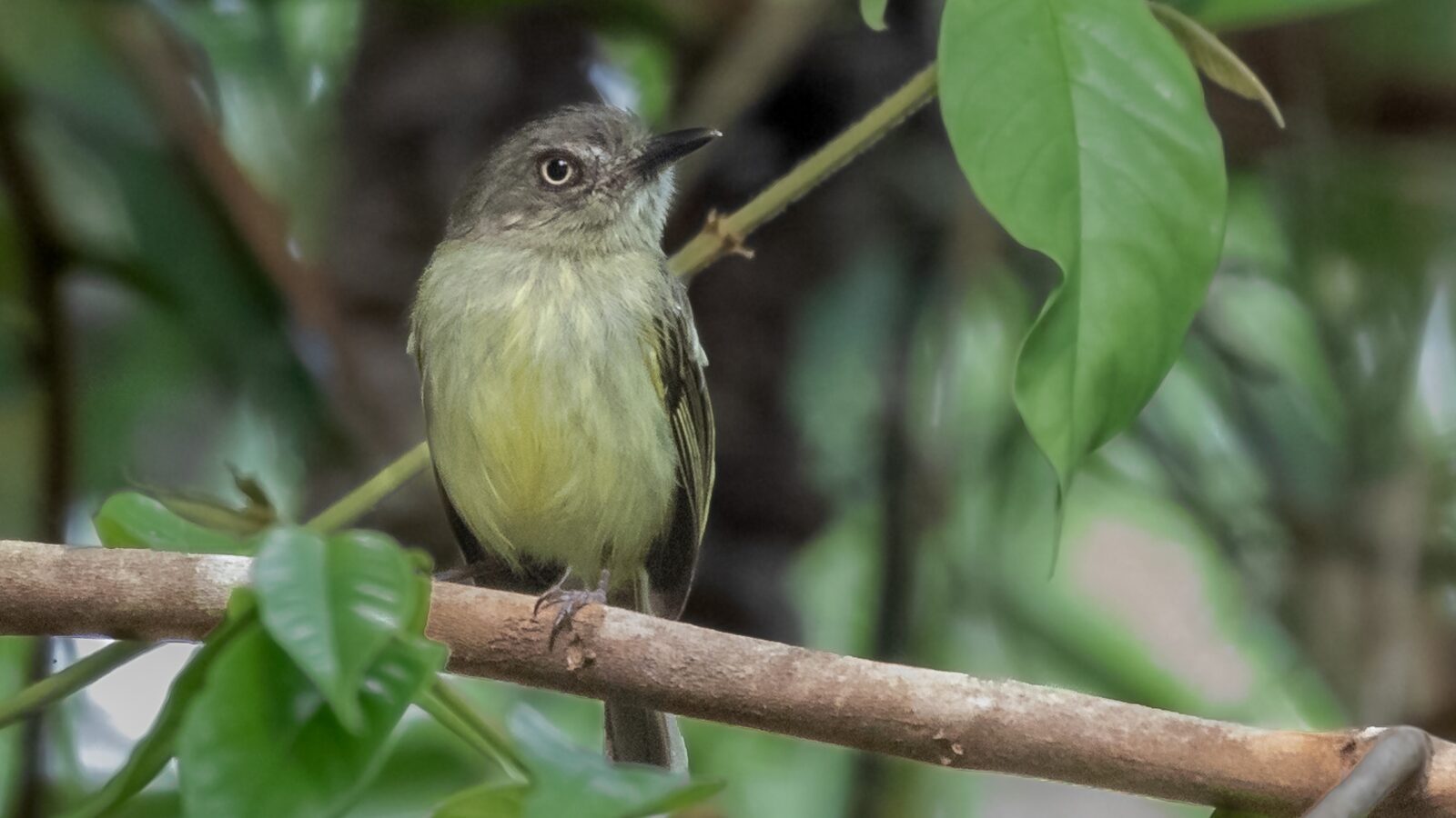 Johannes’s Tody-Tyrant