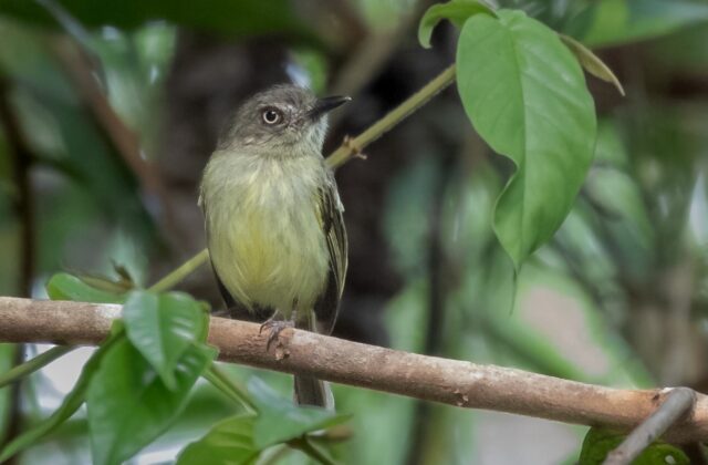 Johannes’s Tody-Tyrant