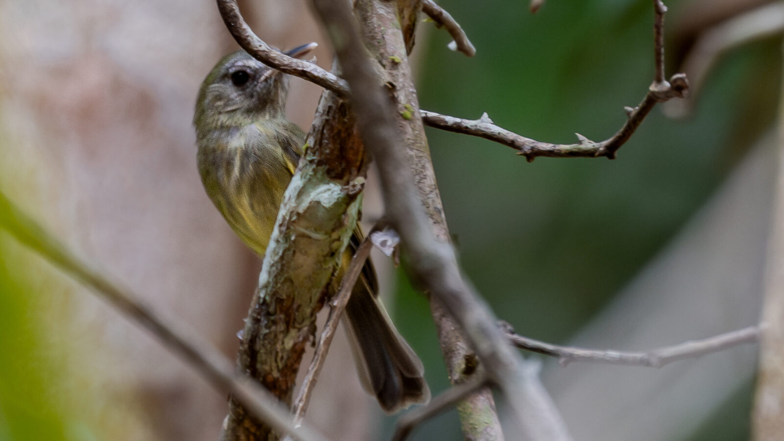 Boat-billed Tody-Tyrant