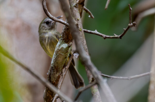 Boat-billed Tody-Tyrant