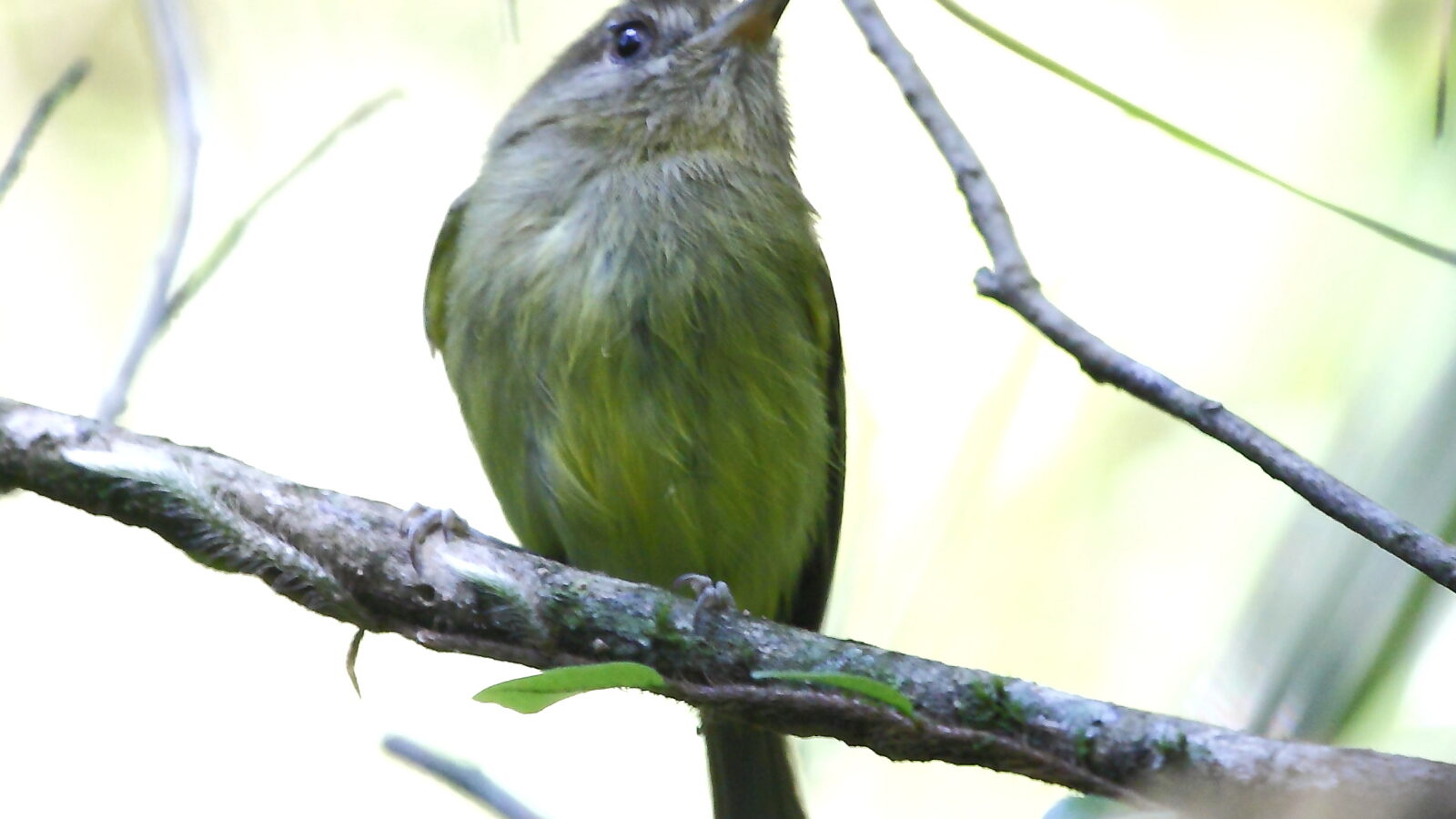 Kaempfer’s Tody-Tyrant