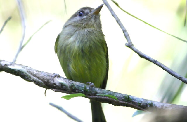 Kaempfer’s Tody-Tyrant
