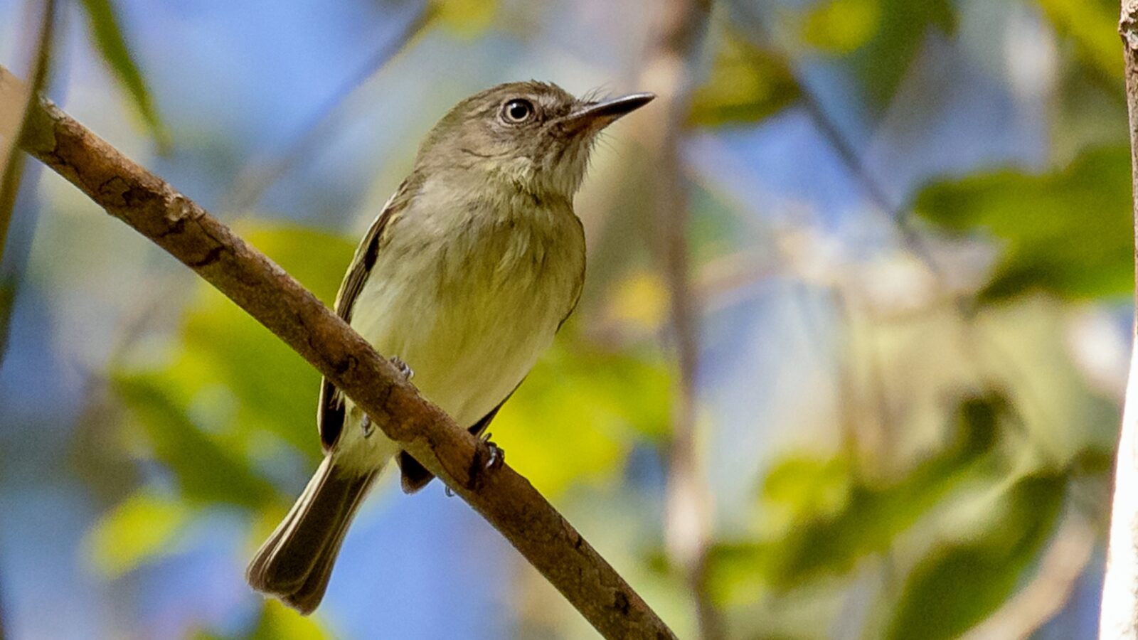 Zimmer’s Tody-Tyrant