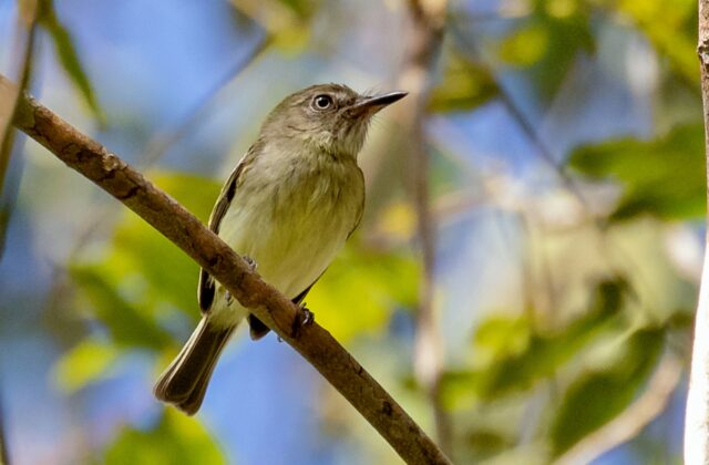 Zimmer’s Tody-Tyrant
