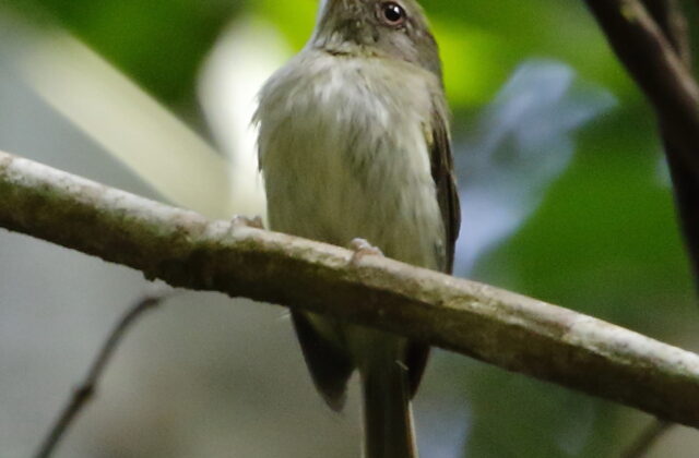 Snethlage’s Tody-Tyrant