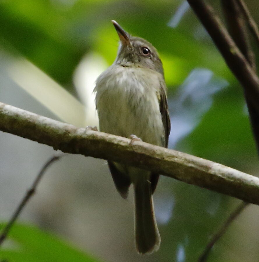 Snethlage’s Tody-Tyrant
