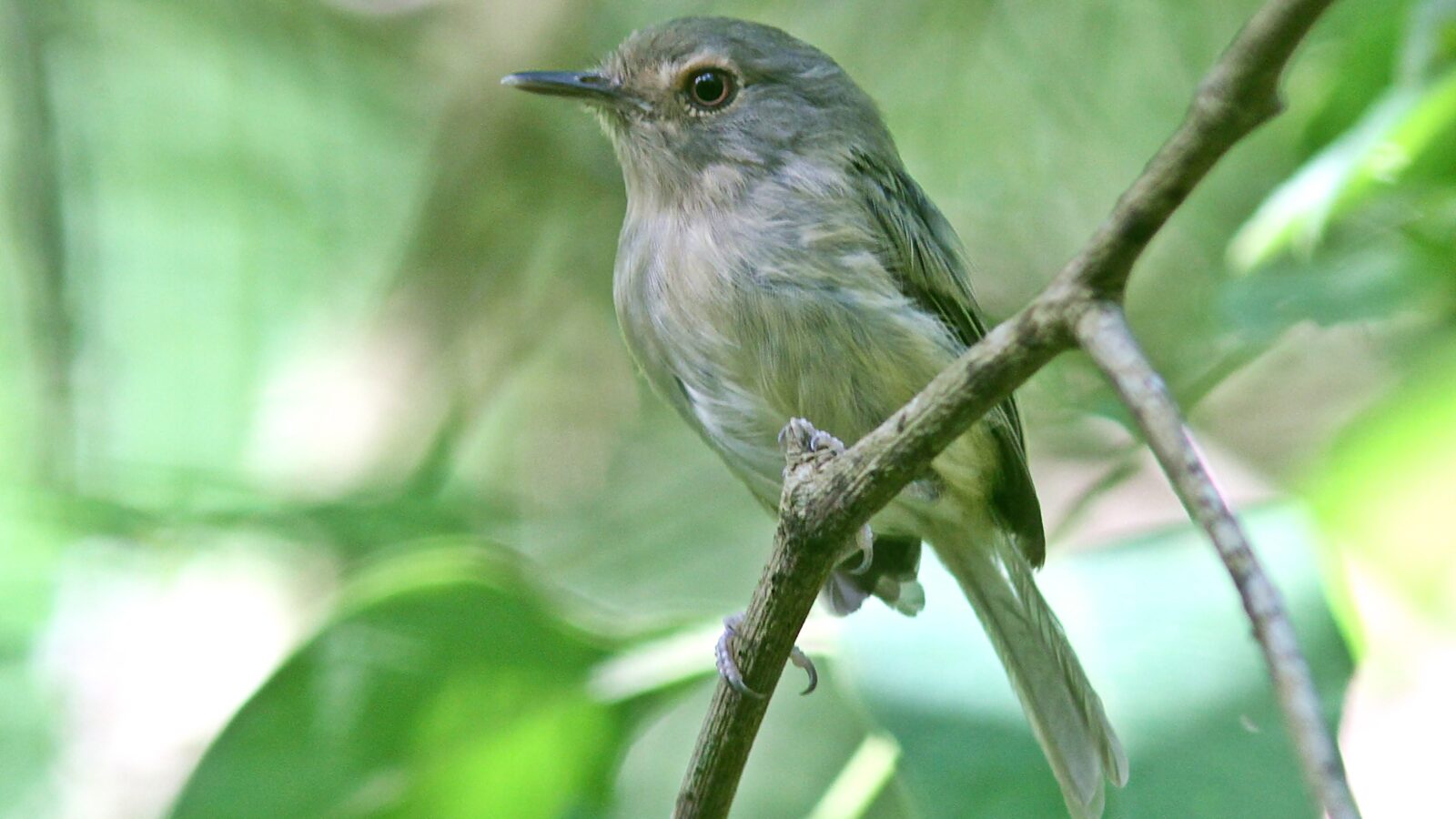 Buff-breasted Tody-Tyrant
