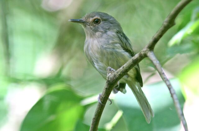 Buff-breasted Tody-Tyrant