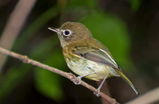 Eye-ringed Tody-Tyrant
