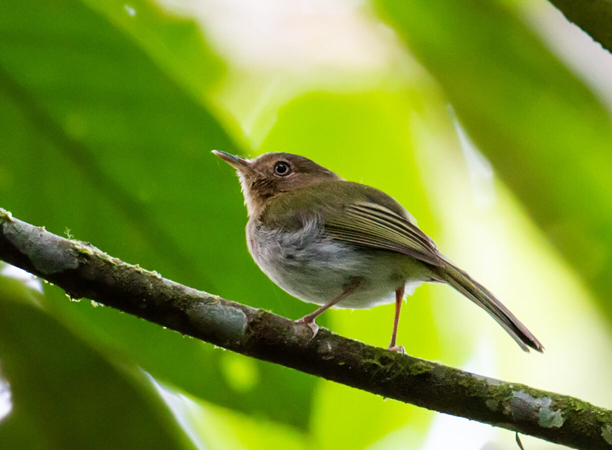 Buff-throated Tody-Tyrant
