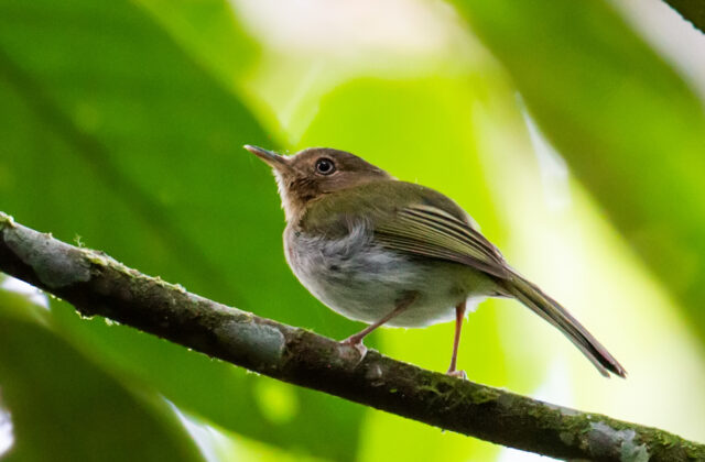 Buff-throated Tody-Tyrant