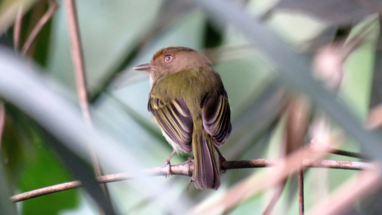 Yungas Tody-Tyrant