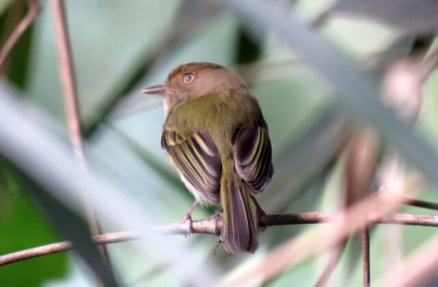 Yungas Tody-Tyrant