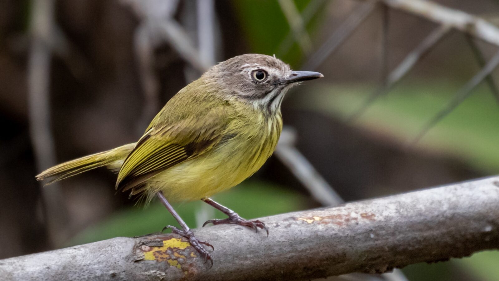 Stripe-necked Tody-Tyrant