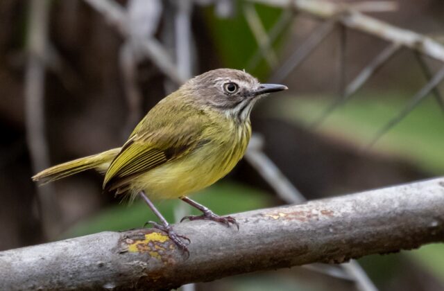 Stripe-necked Tody-Tyrant