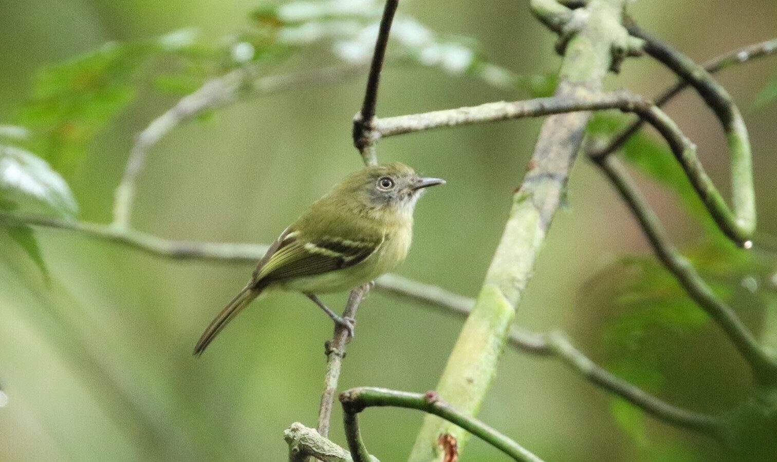 White-eyed Tody-Tyrant