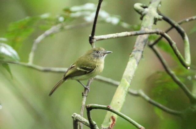White-eyed Tody-Tyrant