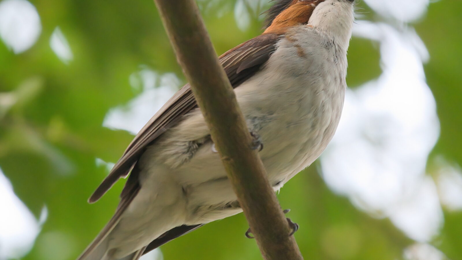Chestnut Bulbul