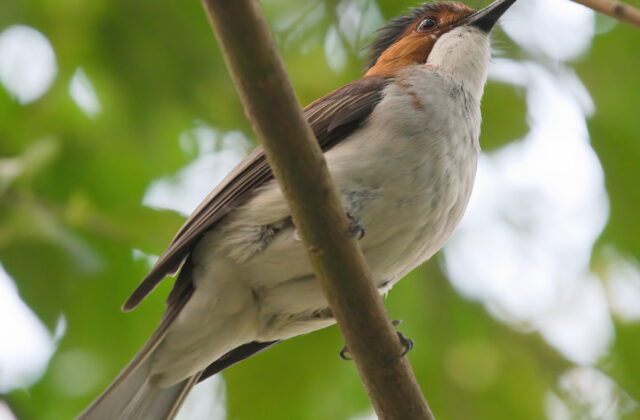 Chestnut Bulbul