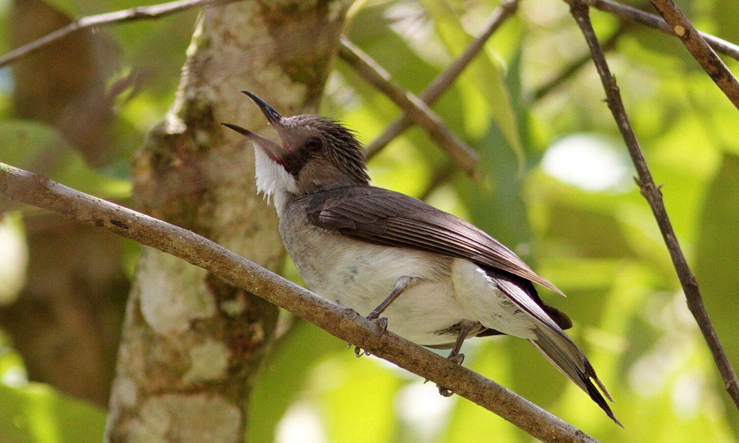 Cinereous Bulbul