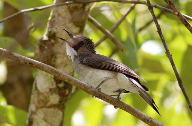 Cinereous Bulbul