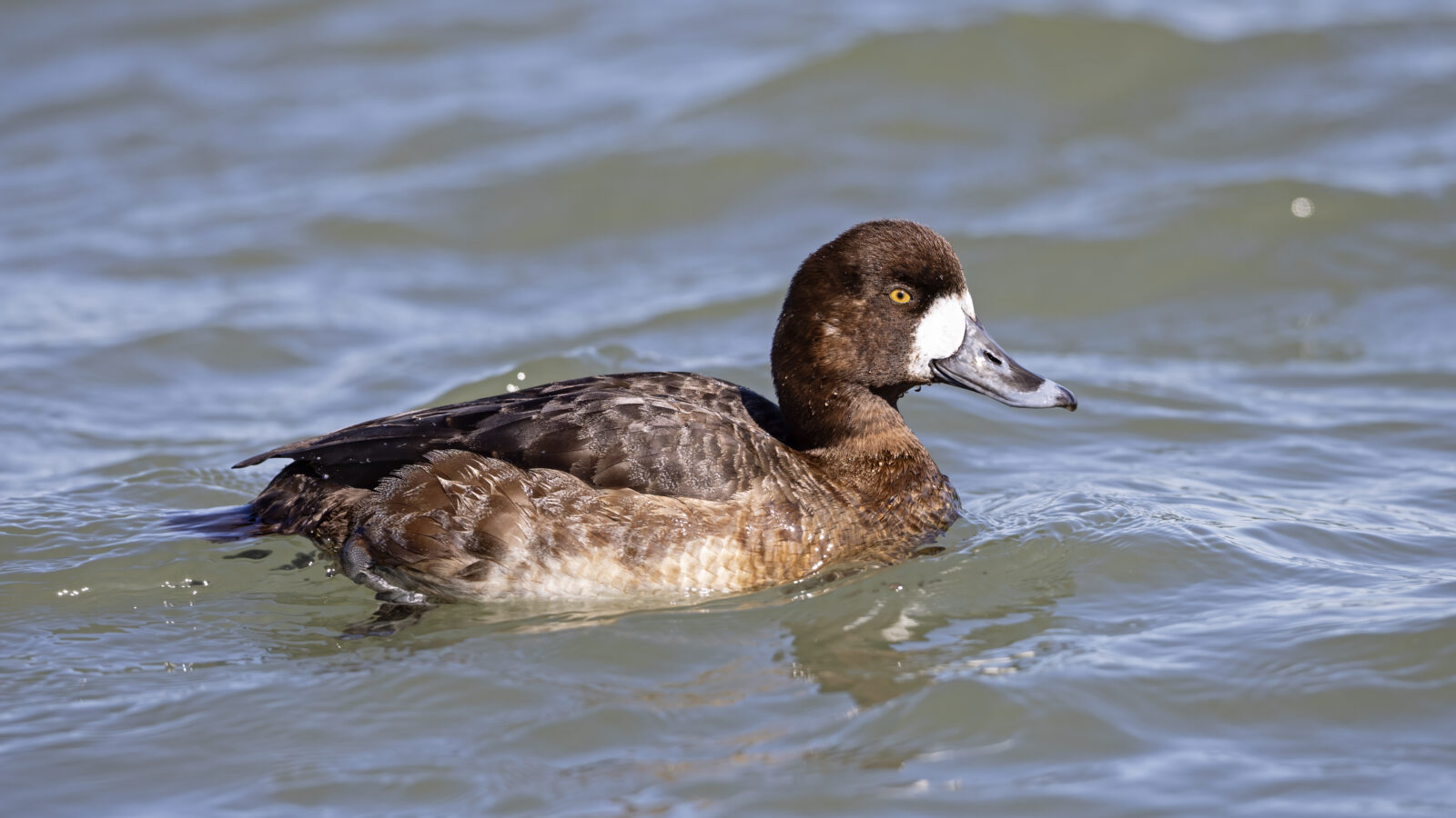 Greater Scaup