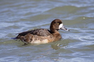 Greater Scaup