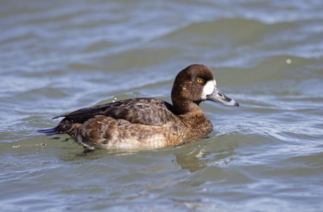 Greater Scaup