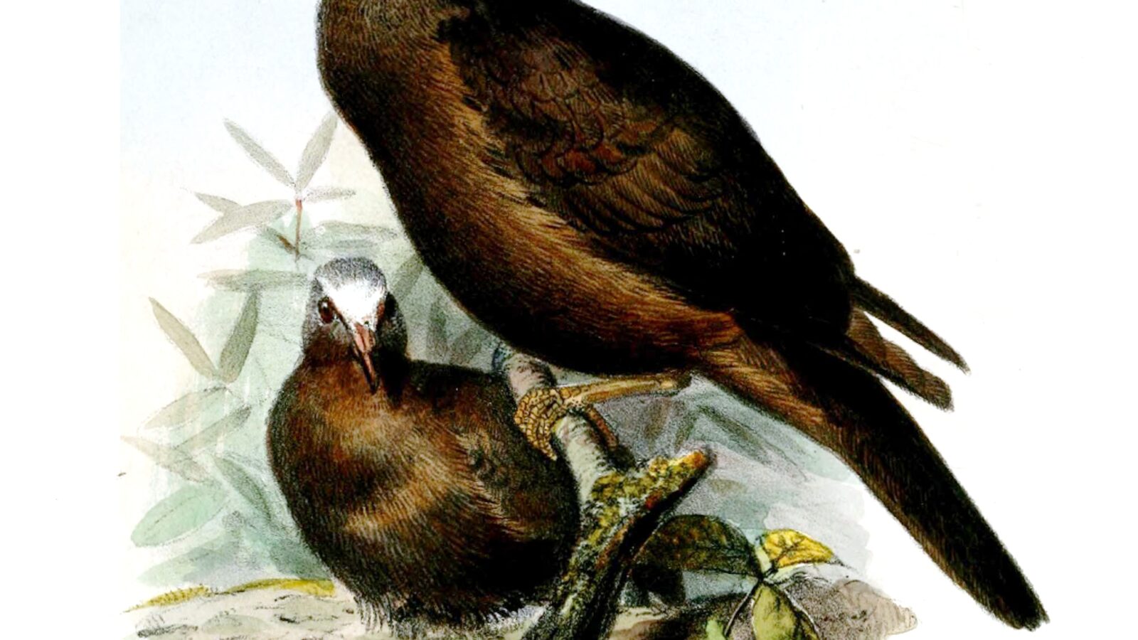 New Guinea Bronzewing