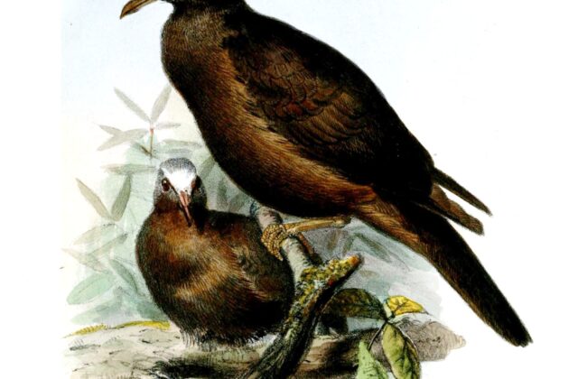 New Guinea Bronzewing