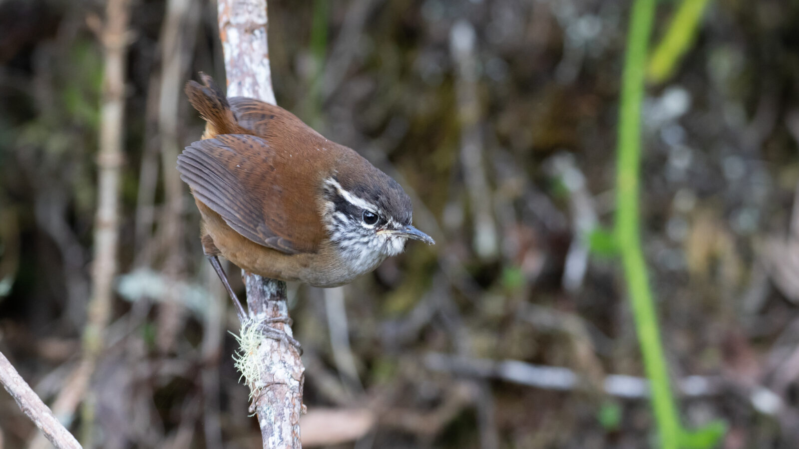 Hermit Wood Wren