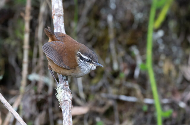 Hermit Wood Wren