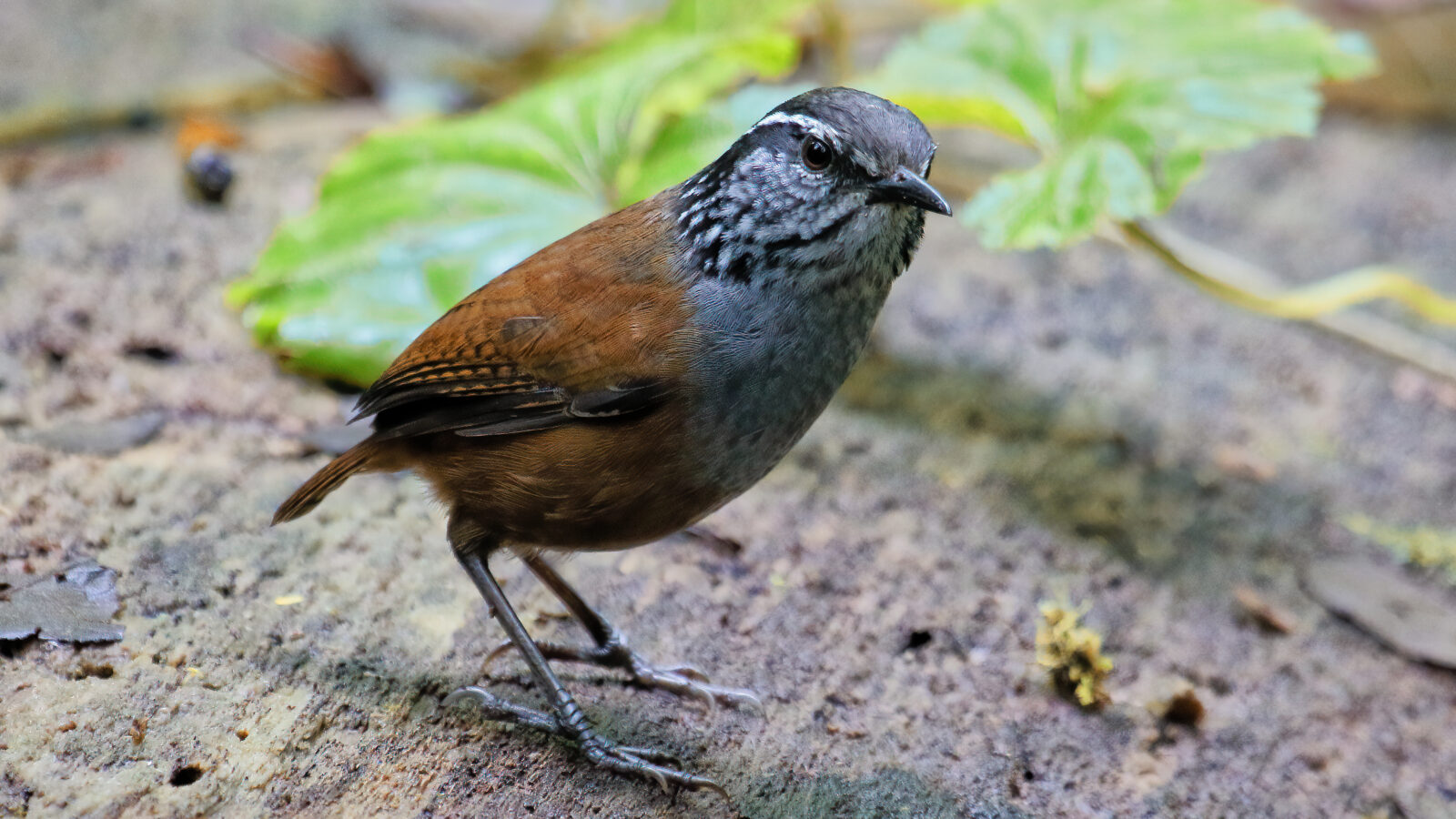 Grey-breasted Wood Wren